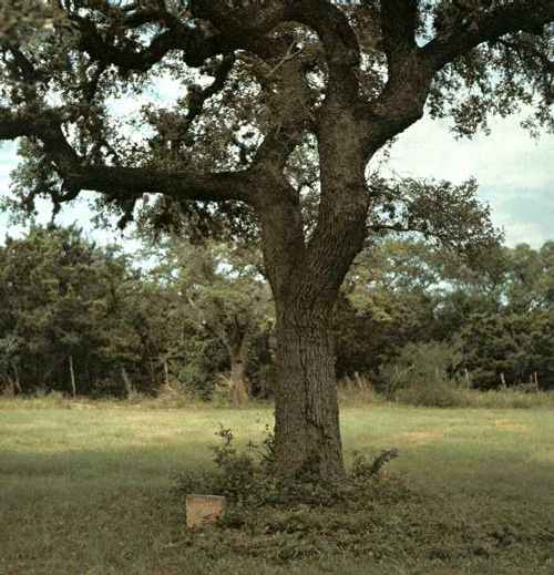 Kyle Hanging Tree-1969